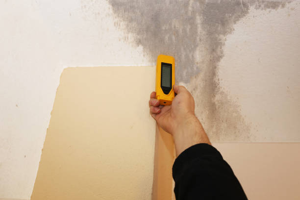 Best Environmental Consulting for Mold Prevention  in Slocom, AL