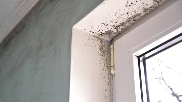 Best Residential Mold Inspection & Testing  in Slocom, AL