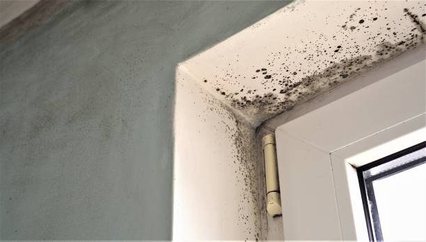 Best Dehumidification Services  in Slocom, AL