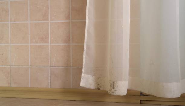 Best Basement Mold Removal  in Slocom, AL