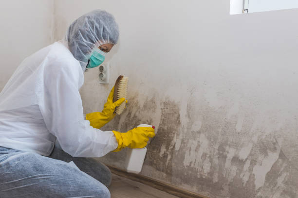 Best Industrial Mold Remediation  in Slocom, AL