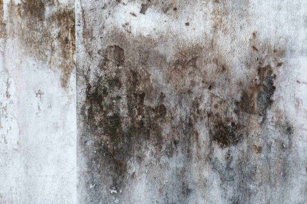  Slocom, AL Mold Removal Pros