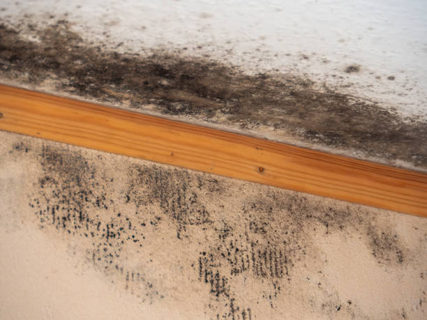 Best Real Estate Mold Inspection  in Slocom, AL