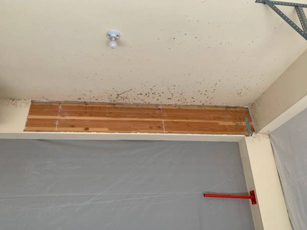 Best Post-Construction Mold Inspection  in Slocom, AL