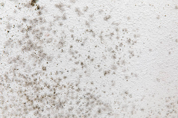 Slocom, AL Mold Removal Company