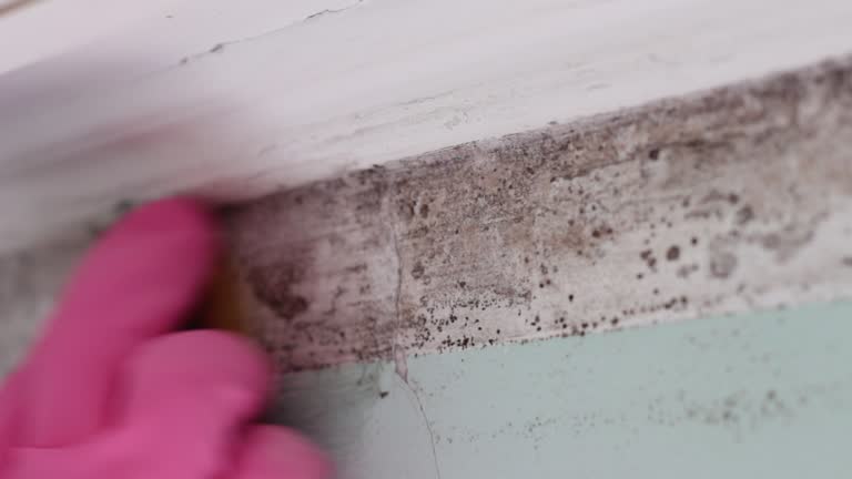Best Emergency Mold Remediation  in Slocom, AL